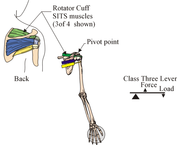 Figure 28 The shoulder joint is a class three lever system.
