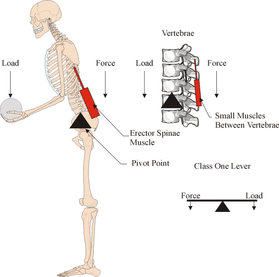 ️ Levers in our body. What Are the Different Types of Levers in the